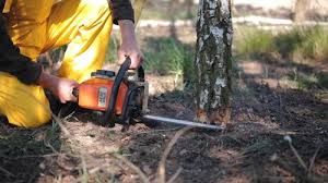 Leaf Removal in Marshall, TX